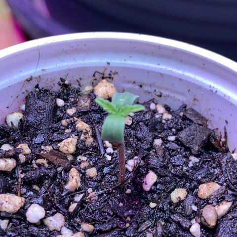 Rotz growlog timeline photo