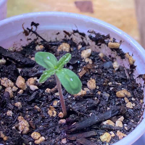 Royal Gorilla 🦍  growlog timeline photo