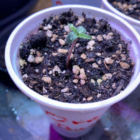 Orange Bud growlog timeline photo
