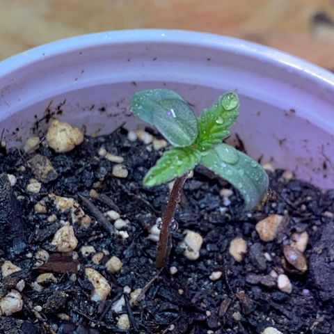 Rotz growlog timeline photo