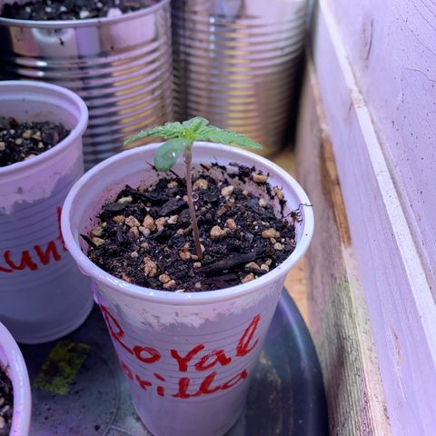 Royal Gorilla 🦍  growlog timeline photo