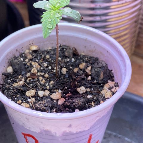 Rotz growlog timeline photo