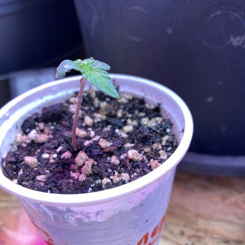 Orange Bud growlog timeline photo