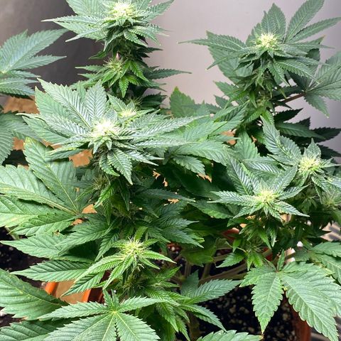 Skunk XL growlog timeline photo