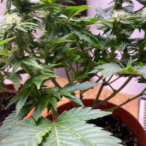 Skunk XL growlog timeline photo
