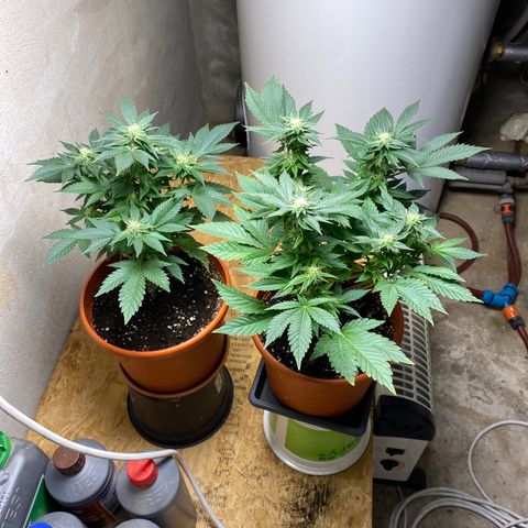 Skunk XL growlog timeline photo