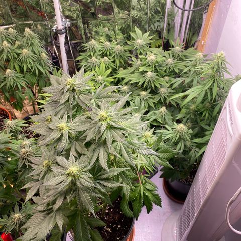 Skunk XL growlog timeline photo