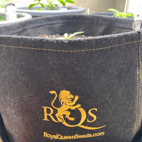 Royal Gorilla 🦍  growlog timeline photo