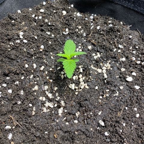 Royal Gorilla 🦍  growlog timeline photo