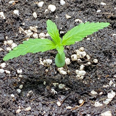 Royal Gorilla 🦍  growlog timeline photo