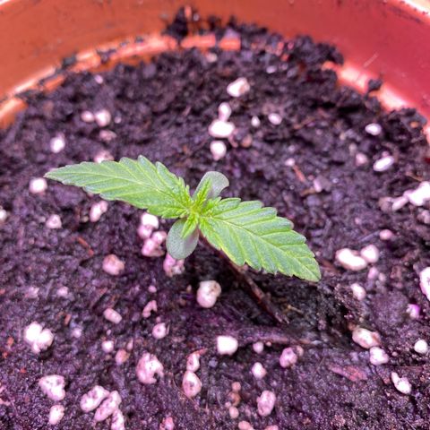 Orange Bud growlog timeline photo