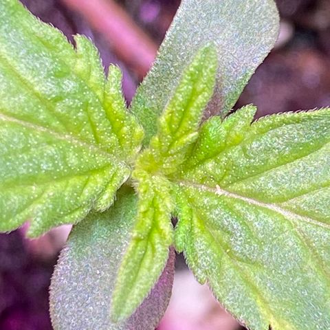Orange Bud growlog timeline photo