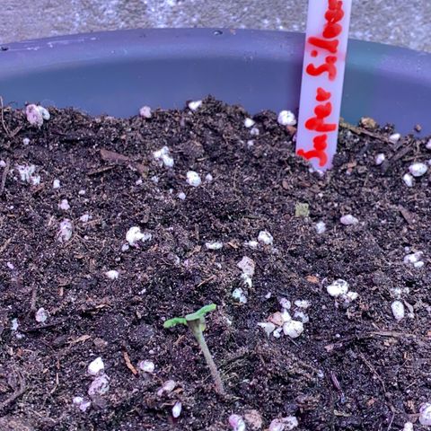 Super Silver Haze  #1 growlog timeline photo