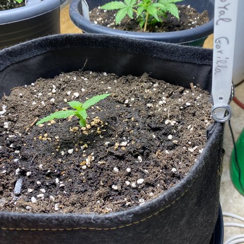 Royal Gorilla 🦍  growlog timeline photo