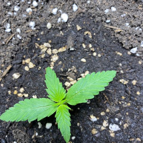 Royal Gorilla 🦍  growlog timeline photo