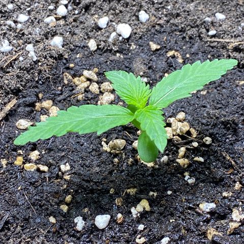 Royal Gorilla 🦍  growlog timeline photo