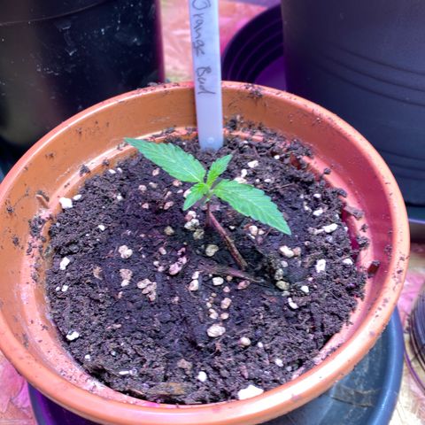 Orange Bud growlog timeline photo