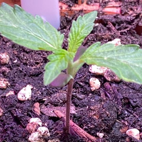 Orange Bud growlog timeline photo