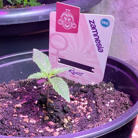 Rotz growlog timeline photo