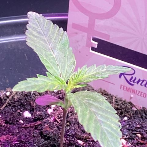 Rotz growlog timeline photo