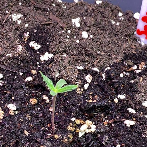 Super Silver Haze  #1 growlog timeline photo