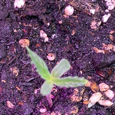 Super Silver Haze  #1 growlog timeline photo