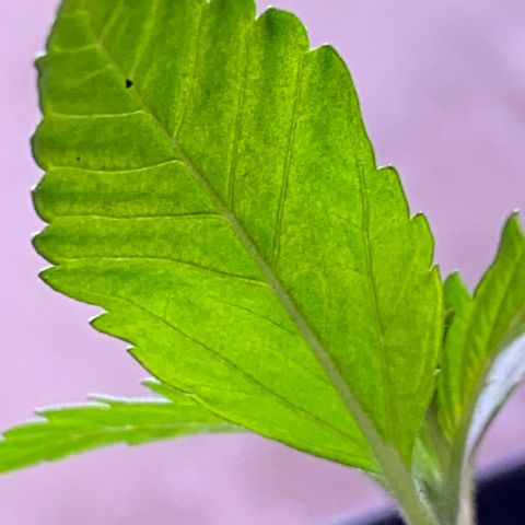 Rotz growlog timeline photo