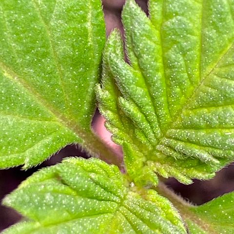 Rotz growlog timeline photo