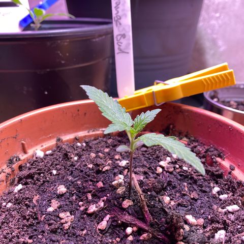 Orange Bud growlog timeline photo