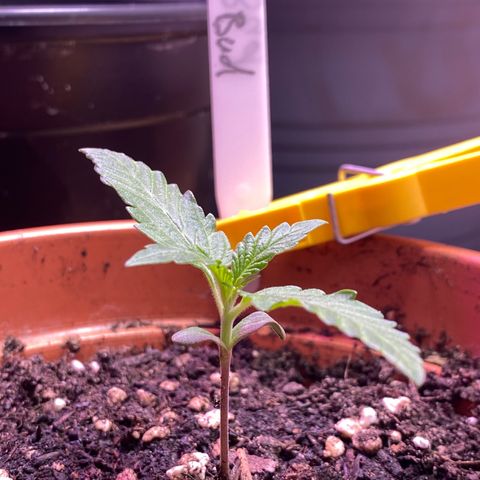 Orange Bud growlog timeline photo