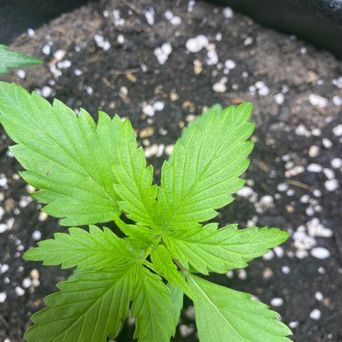 Royal Gorilla 🦍  growlog timeline photo