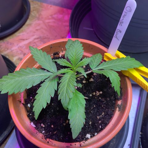 Orange Bud growlog timeline photo
