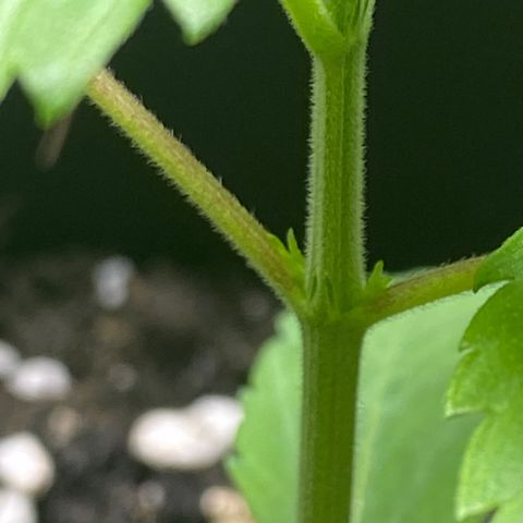 Royal Gorilla 🦍  growlog timeline photo