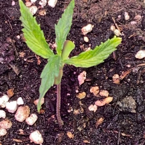 Super Silver Haze  #1 growlog timeline photo