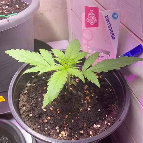Rotz growlog timeline photo