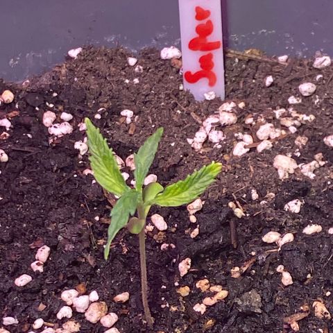 Super Silver Haze  #1 growlog timeline photo