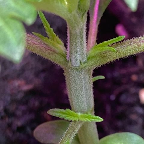 Orange Bud growlog timeline photo