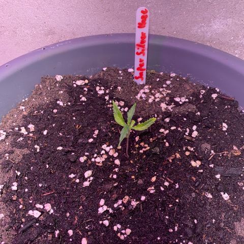 Super Silver Haze  #1 growlog timeline photo