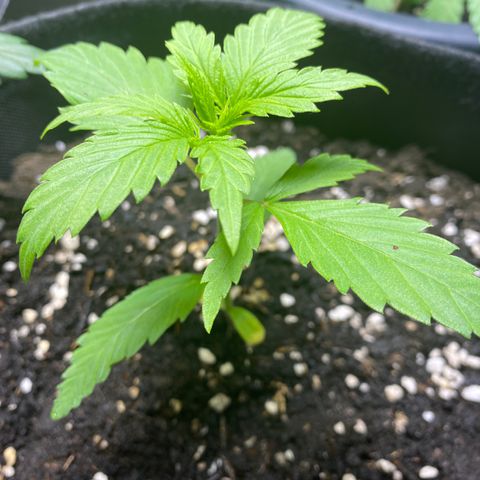 Royal Gorilla 🦍  growlog timeline photo
