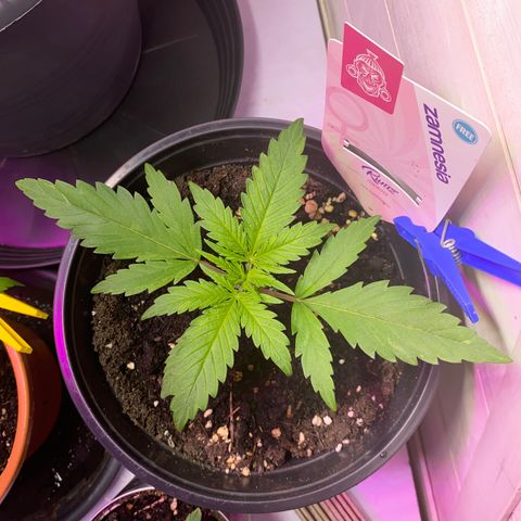 Rotz growlog timeline photo