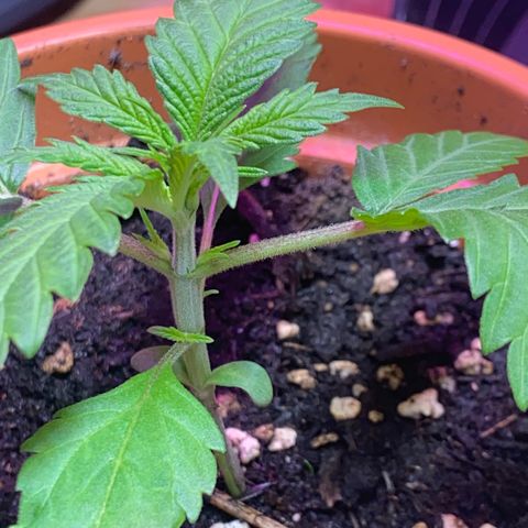 Orange Bud growlog timeline photo