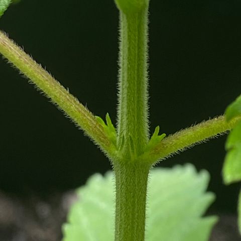 Royal Gorilla 🦍  growlog timeline photo