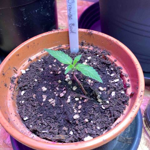 Orange Bud growlog timeline photo