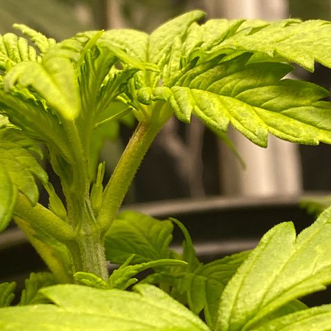 Rotz growlog timeline photo