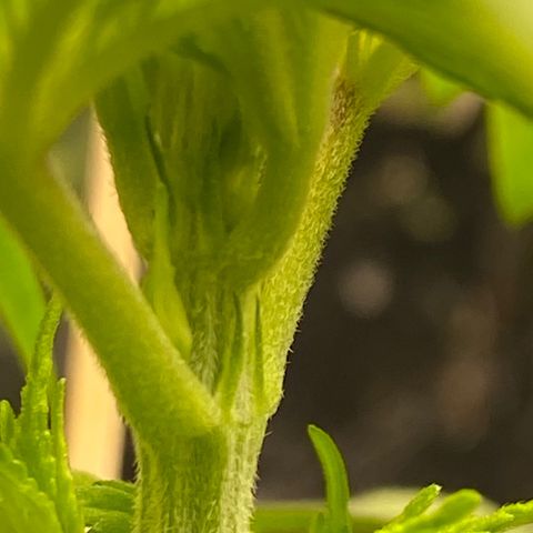 Rotz growlog timeline photo