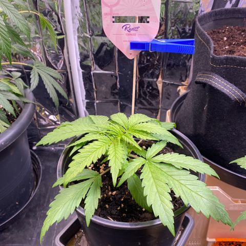 Rotz growlog timeline photo