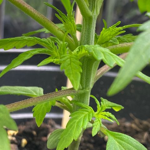 Rotz growlog timeline photo
