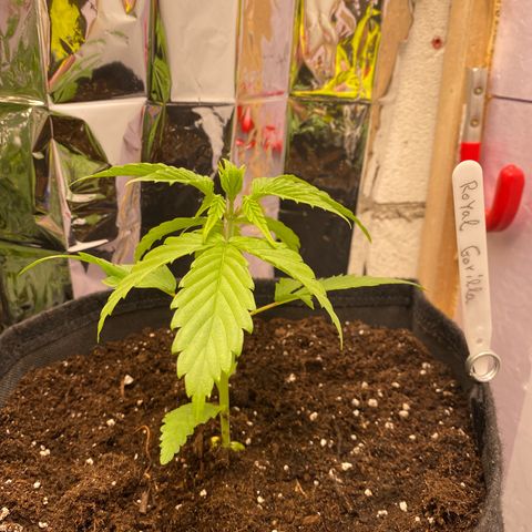 Royal Gorilla 🦍  growlog timeline photo