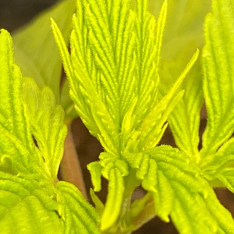 Royal Gorilla 🦍  growlog timeline photo