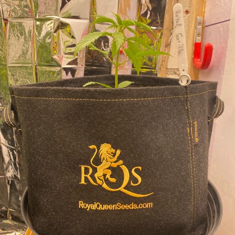 Royal Gorilla 🦍  growlog timeline photo